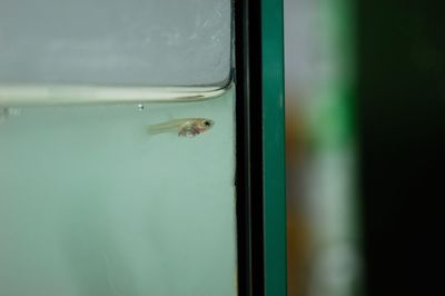 Close-up of fish swimming in sea seen through window