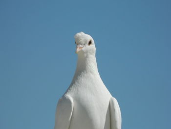 Dove perching against clear blue sky