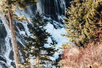 Low angle view of waterfall in forest during winter