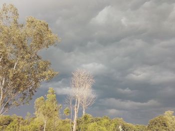 Plants growing on land against sky