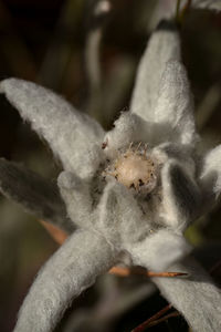 Close-up of lizard on plant