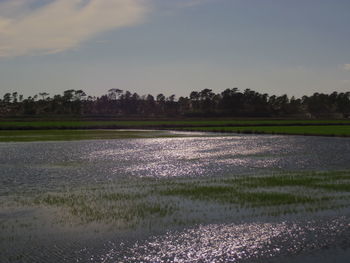 Scenic view of field against sky