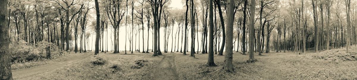 Panoramic shot of trees in forest