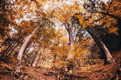 Trees in forest during autumn