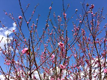 Low angle view of pink flowers on branch