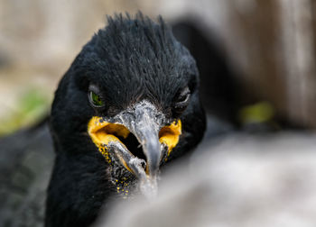 Close-up portrait of bird eating