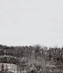 Plants on field against clear sky