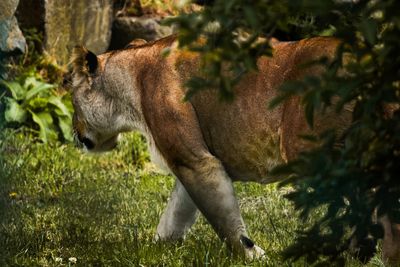 Side view of a cat on field