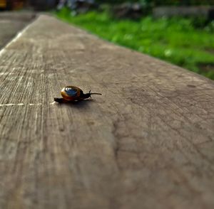 Close-up of snail