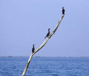 Bird perching on a sea against clear sky