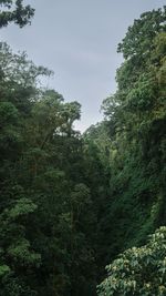 Trees in forest against sky