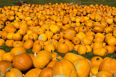 Pumpkins on field during sunny day