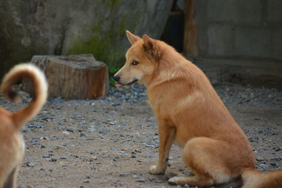 View of a dog on field