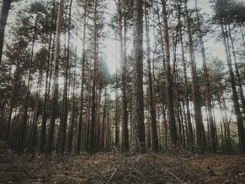 Trees in forest