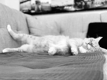 Cat sleeping on sofa