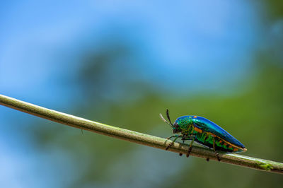 Close-up of insect on twig