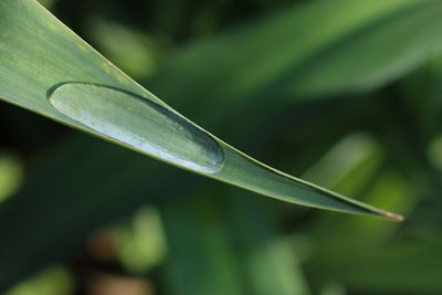 Close-up of water drops on leaves of plant