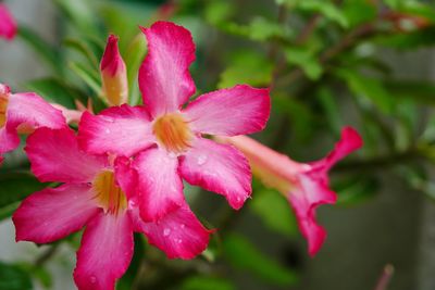 Close-up of pink flowering plant