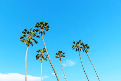 Low angle view of coconut palm tree against blue sky