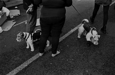 Low section of man with dog walking on road