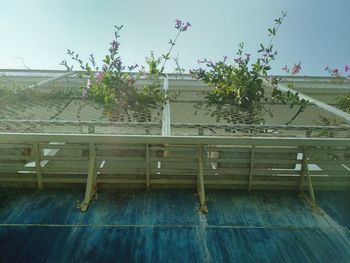 Potted plants by railing against building