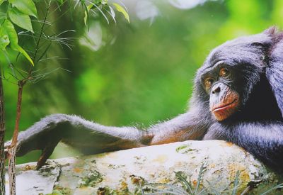 Close-up of monkey on tree