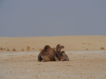 View of a horse on sand