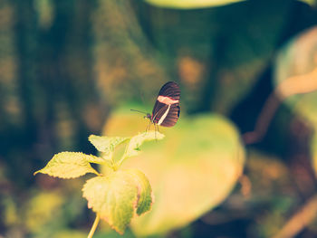 Close-up of butterfly pollinating on flower