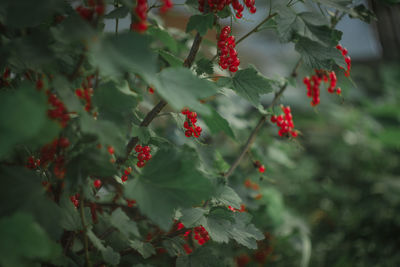 Close-up of red berries growing on tree