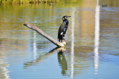 Bird perching on a lake