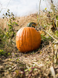 Close-up of pumpkins on field