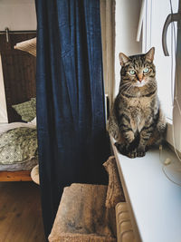 Portrait of cat sitting in curtain