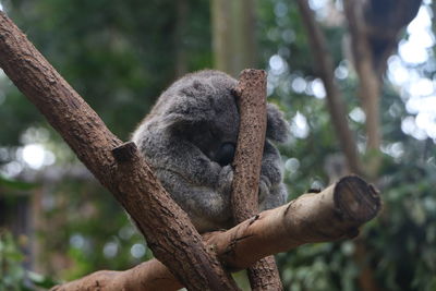 Low angle view of animal sitting on tree