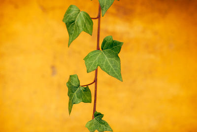 Close-up of leaf on plant