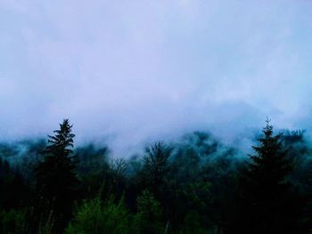 Low angle view of trees against sky