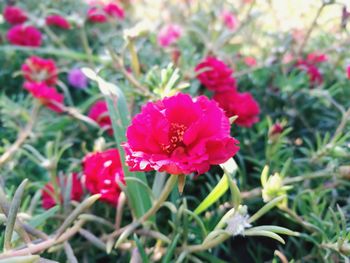 Close-up of flowers blooming outdoors