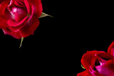 Close-up of red rose against black background