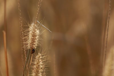 Close-up of dandelion