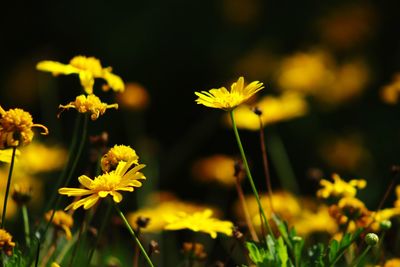 Close-up of yellow flowering plant on field