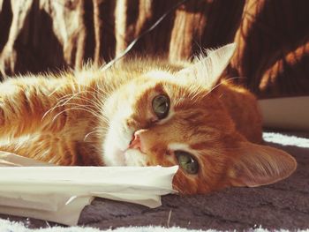 Close-up portrait of a cat