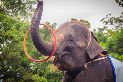 Close-up of elephant