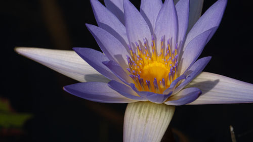 Close-up of purple flower