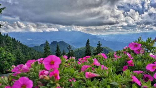 Scenic view of pink flowering plants against cloudy sky