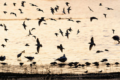 Flock of birds flying over lake nakuru