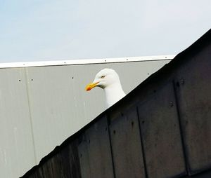 Low angle view of seagull perching on railing