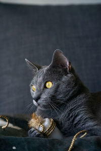 Close-up portrait of a cat looking away