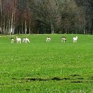 Sheep grazing on grassy field