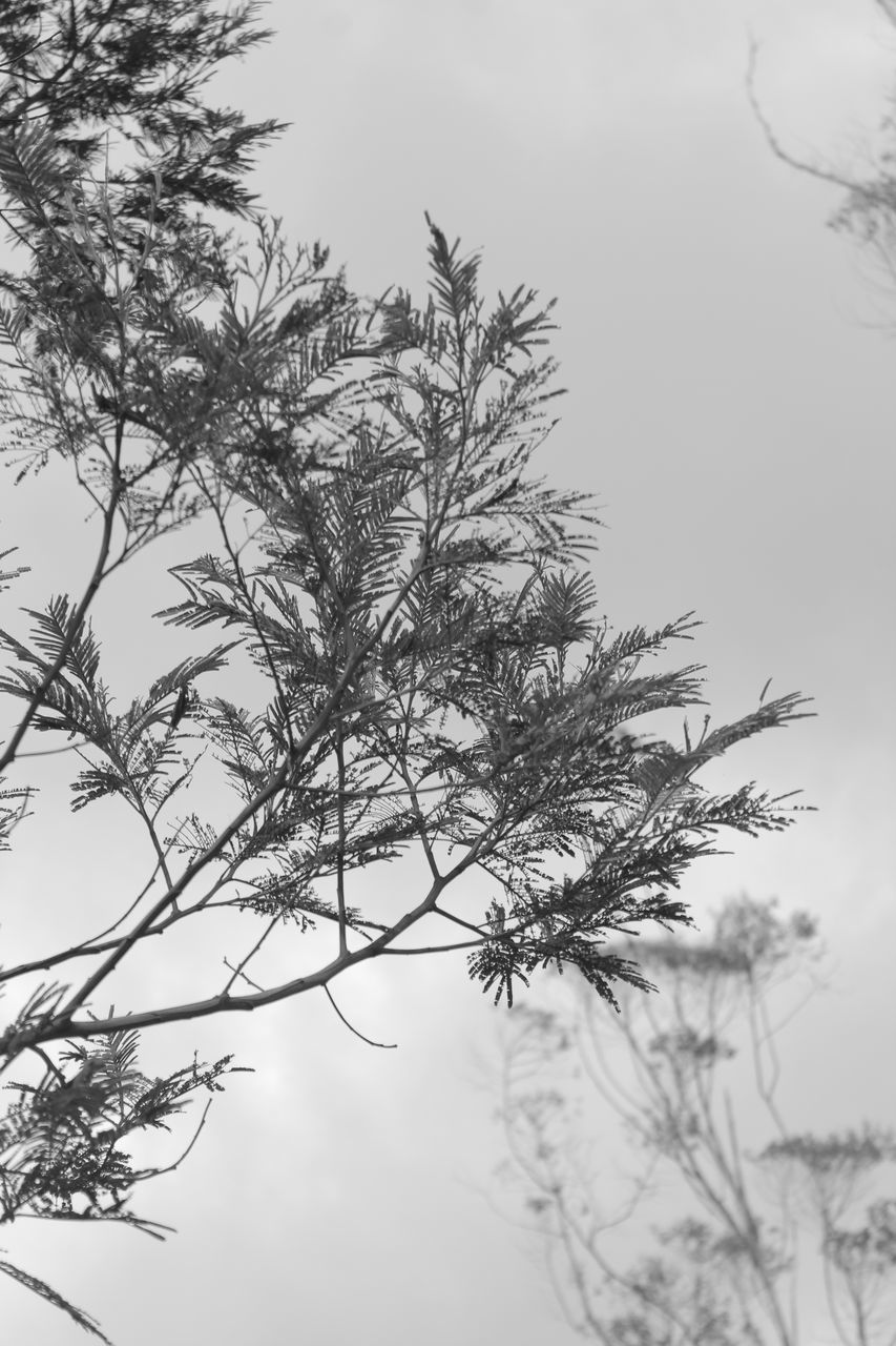 LOW ANGLE VIEW OF TREE AGAINST CLEAR SKY