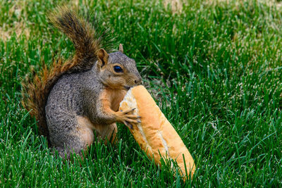 Squirl eating bread