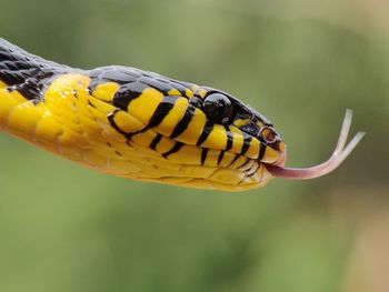 Close-up of butterfly on yellow flower